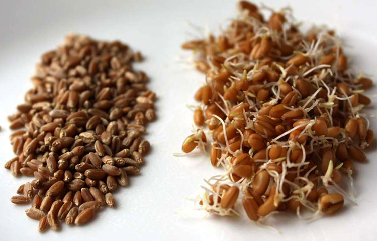 Зерна и ростки пшеницы