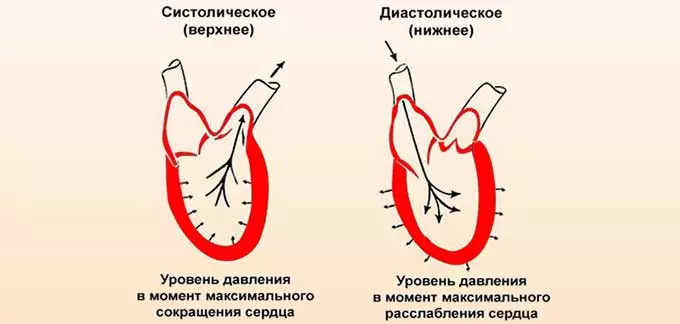 Систола и диастола