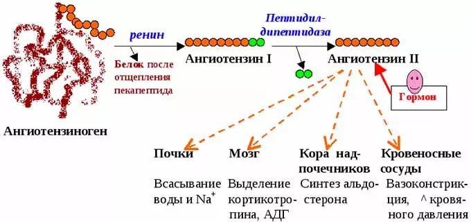 Схема ренин-ангиотензин-альдостерон