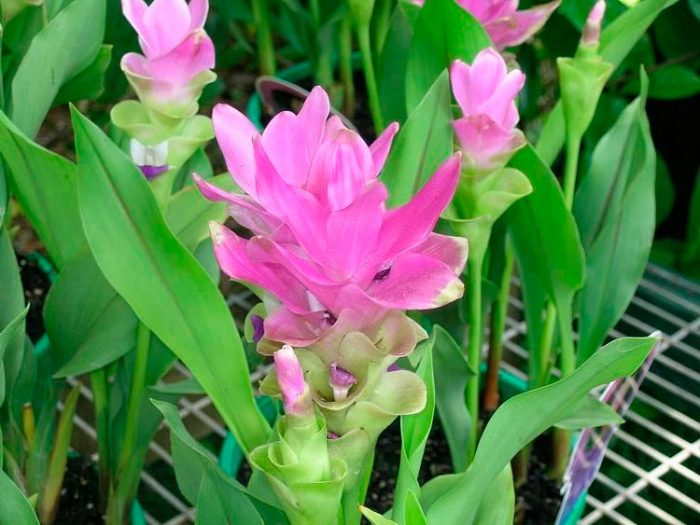 Куркума небольшая (Curcuma exigua)