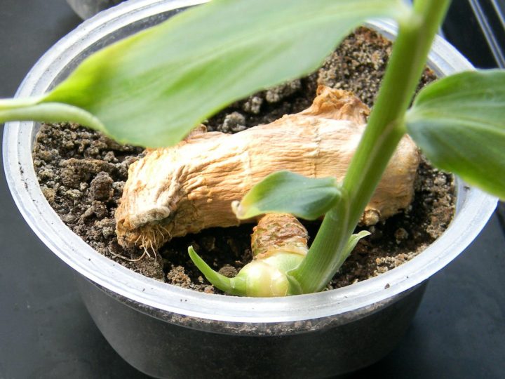 Выращивание имбиря дома