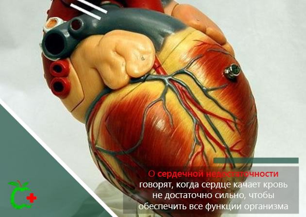 Пластиковая модель сердца – сердечная недостаточность