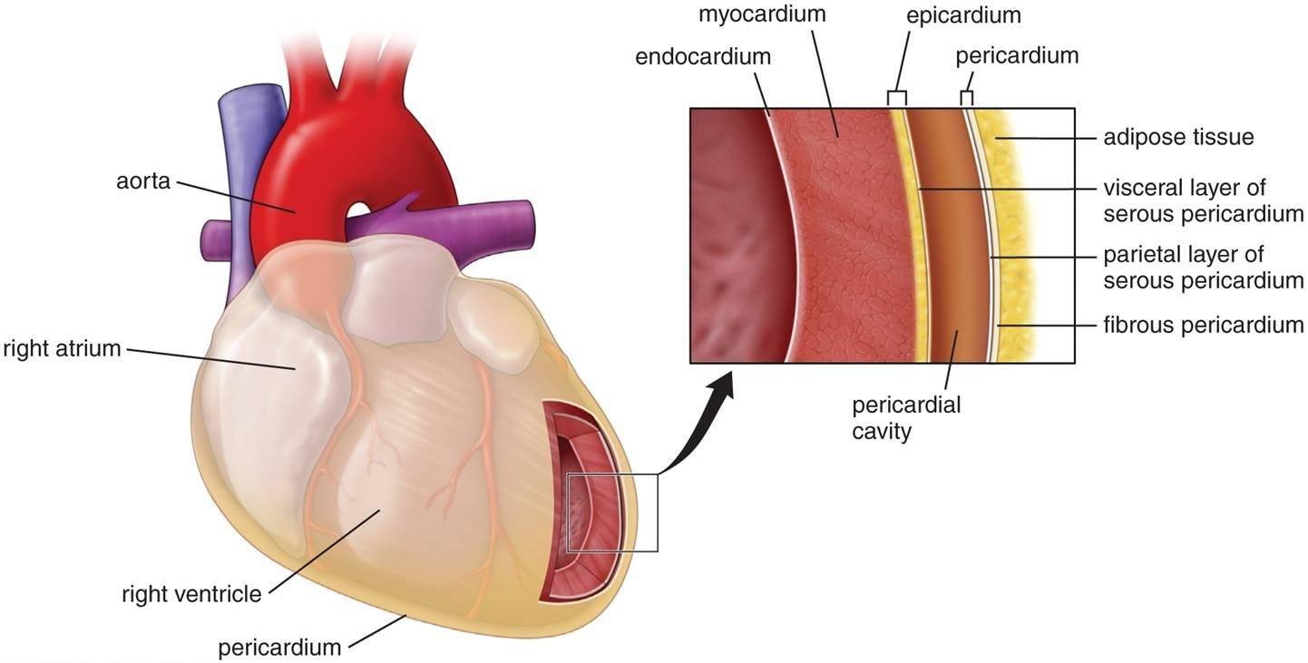 Ткани сердца - схема