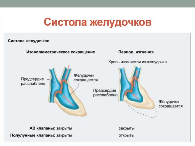 Понятие СЖ
