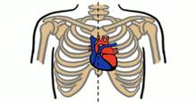 Расположение сердца в грудной полости