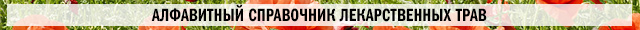Элеутерококк