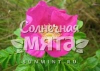 Шиповник Rosa cinnamomea