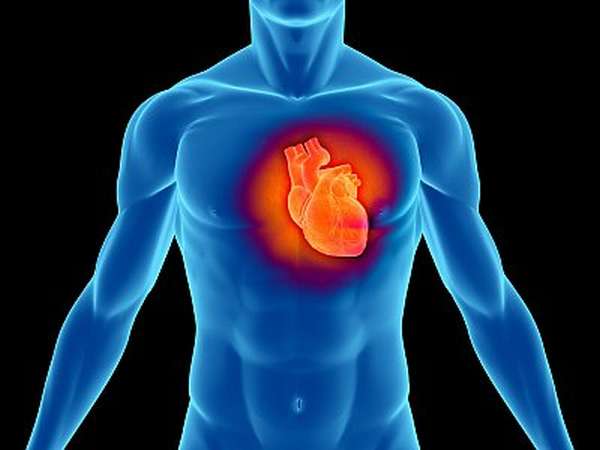 С какой стороны находится сердце у человека – слева или справа, между какими ребрами грудной клетки расположен главный орган