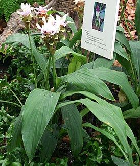 Curcuma zedoaria Habitus.jpg