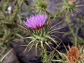 Musk thistle.jpg