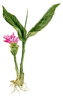 Curcuma zedoaria Habitus.jpg