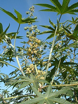 CastorBean Leaves Flowers and YoungFruit.jpg