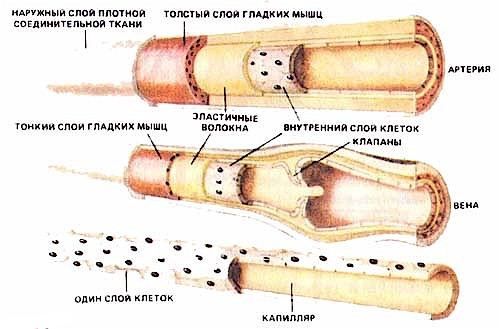 Болезни сосудов нижних конечностей