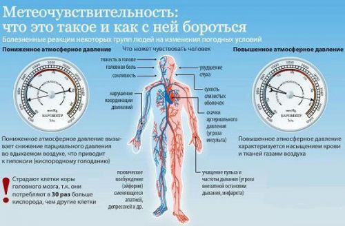 Метеочувствительность