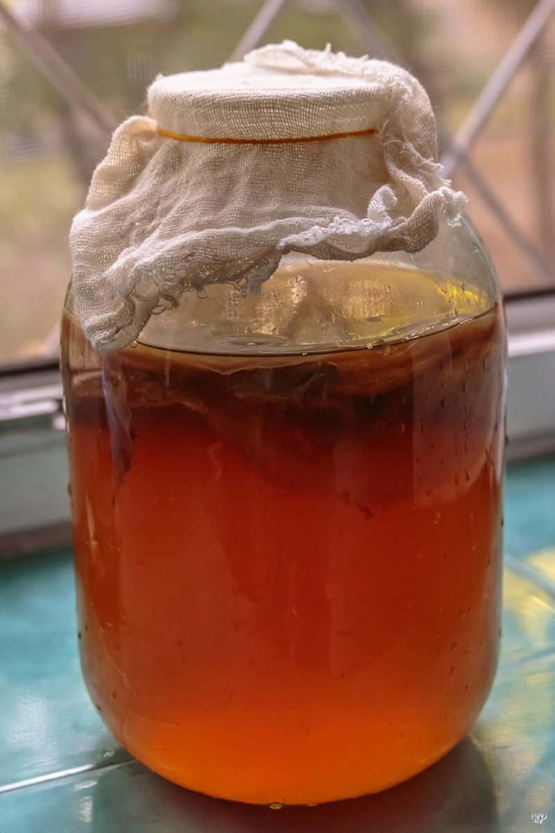 Чайный гриб - kombucha