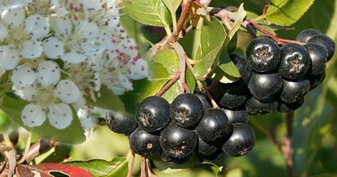 Арония черноплодная – 4 лучших лечебных рецепта из плодов черной рябины