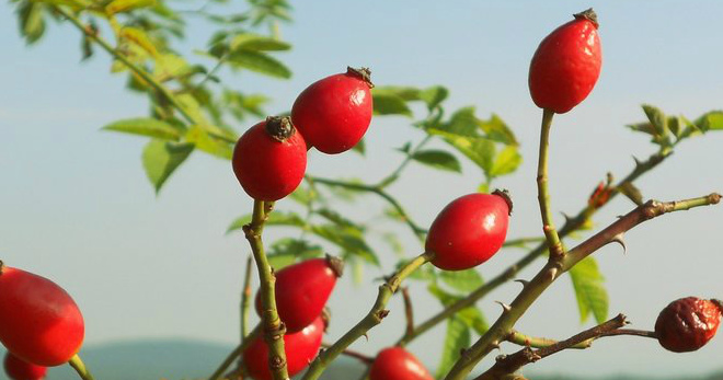 Коричный шиповник – от чего помогают плоды, и как их правильно применять?