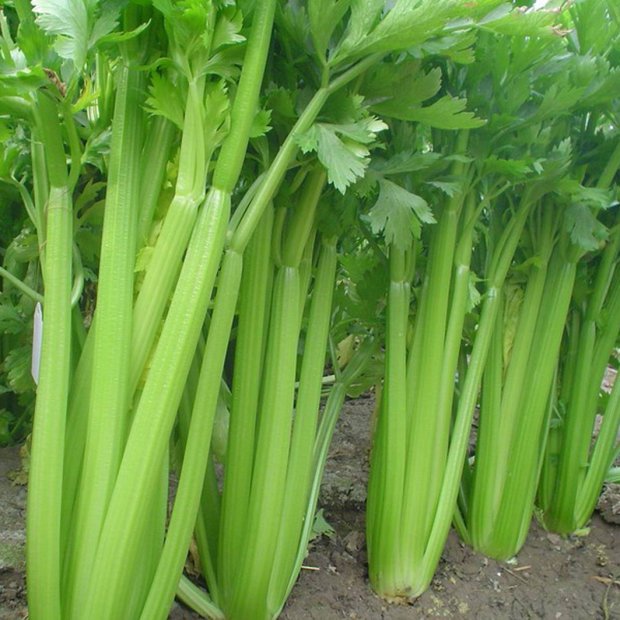Черешковый сельдерей