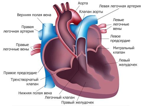 внешнее строение сердца