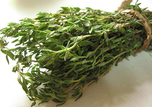 богородская трава лечебные свойства 