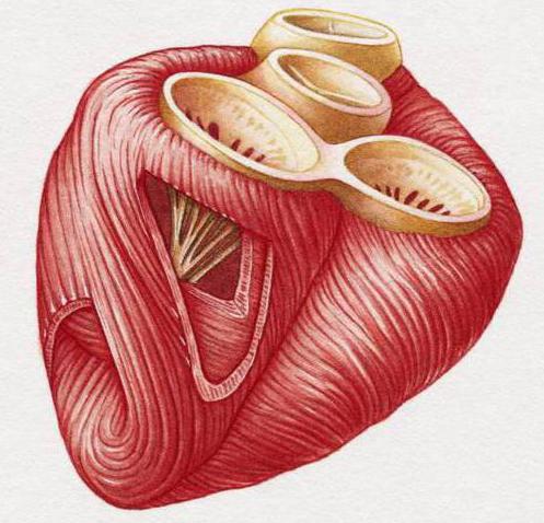 Миокард желудочков