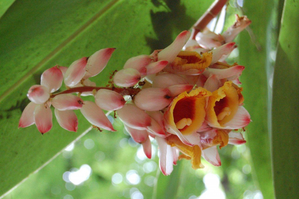 цветение кардамона