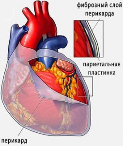 Строение перикарда