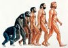 Эволюция увеличила бюсты и уменьшила пенисы